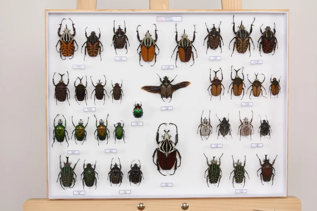 ENTOMOLOGIE LOT COLLECTION du Muséum des insectes du monde : Lot 31 ...