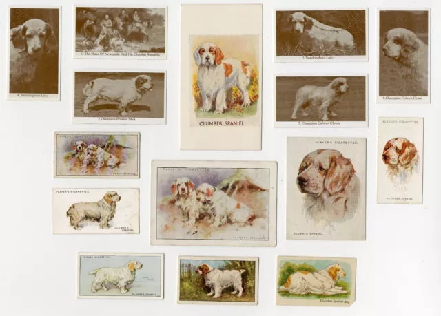 Clumber Spaniel  Collectable Dog Cigarette & Trade Cards
