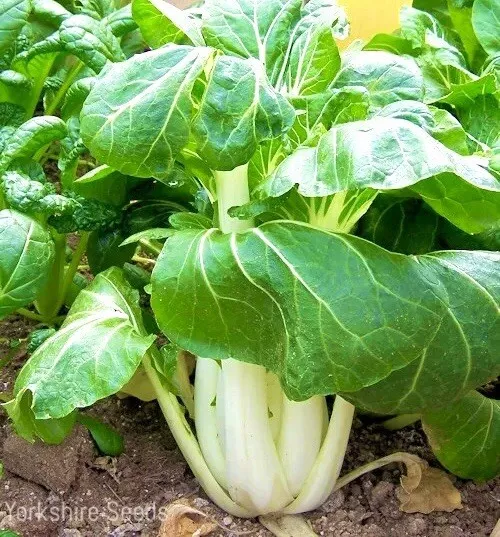 Chinese White Pak Choi - 700x Seeds - Baby Leaf - Vegetable