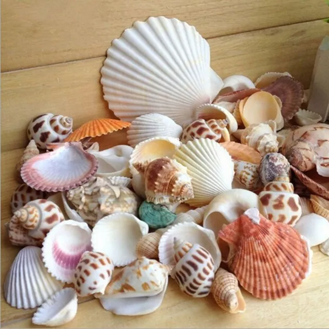 100g Beach Mixed SeaShells Mix Sea Shells Shell Craft SeaShells Aquarium DecXI