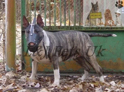 Strong Leather Dog Muzzle Bull Terrier  and Other similar snout