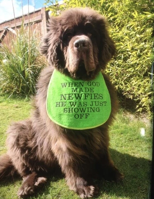 Big Dog  Newfoundland ,St Bernard , Slobber Drool Bib When God Made Newfies