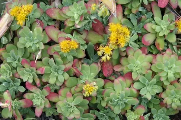 SEDUM PALMERI PLANTE / succulente / caudex / fleur jaune extérieur -10°c  EUR 3,28 - PicClick FR