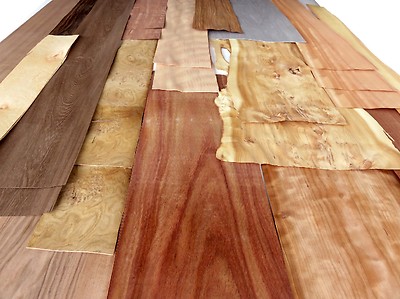 Muschel  Ahorn Furnier gemuschelt Tonholz W 78x54cm 2 Blätter 