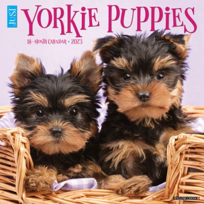 JUST YORKIE PUPPIES 2023 Wall Calendar by Willow Creek Press ยฃ11.47 JUST YORKIE PUPPIES 2023 Wall Calendar by Willow Creek Press ยฃ11.47