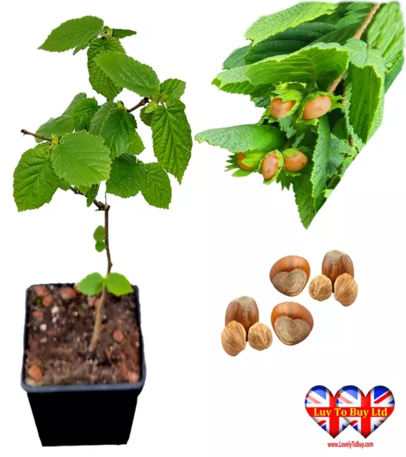 UK Haselnussbaum - einheimischer britischer Nussbaum (35 cm)