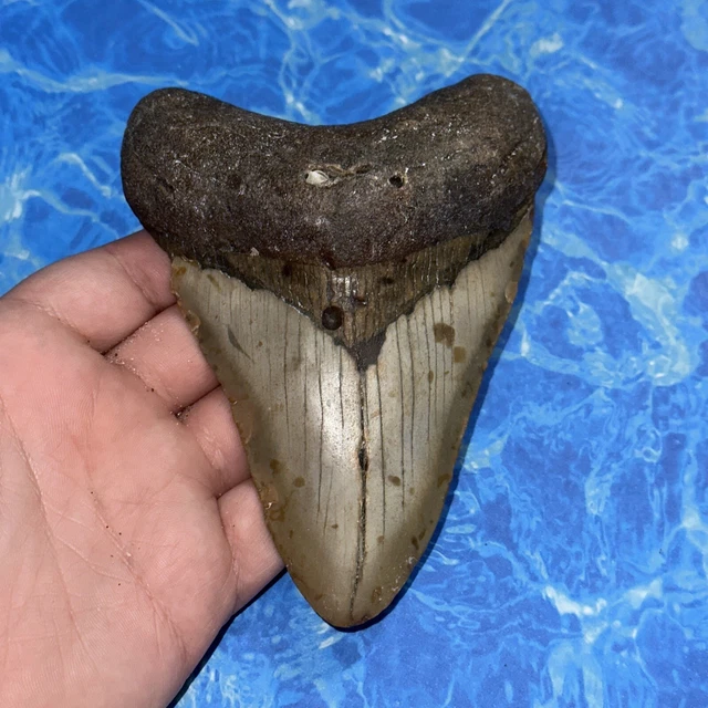 Megalodon Shark Tooth 5.12” Huge Teeth Big Meg Scuba Diver Direct Fossil Nc 8127