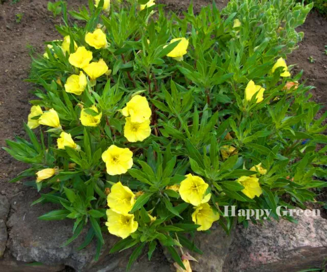 DWARF EVENING PRIMROSE YELLOW - 50 seeds - Rockery - Oenothera missouriensis