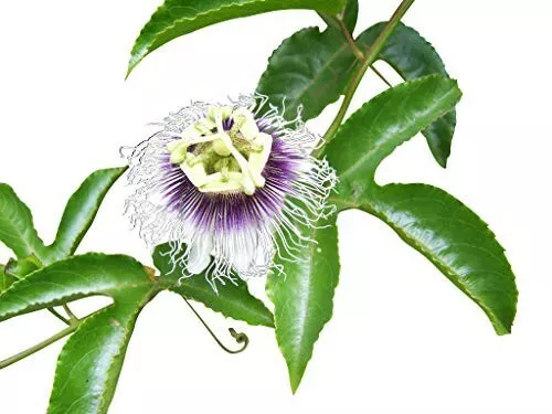 10 Samen Blaue Passionsblume, Maracuja, Passionsfrucht (Passiflora caerulea),