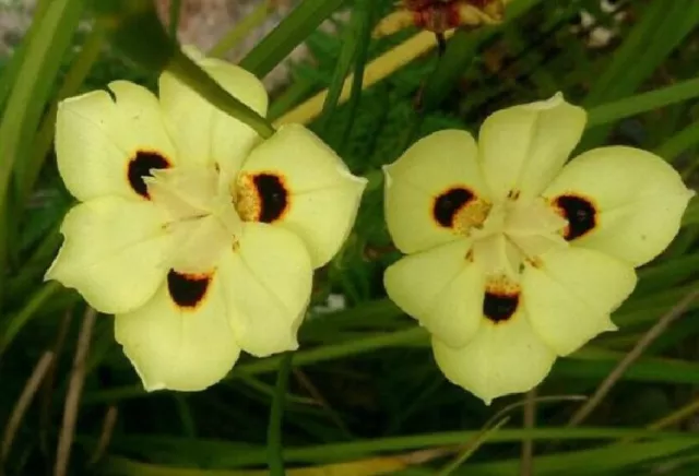 Dietes Bicolor x 1 Plant - African Peacock Iris - Evergreen - Perennial - Rare