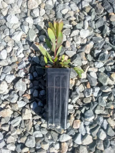 Acacia barringtonensis in 50mm forestry tube Sun Hardy Native Plant