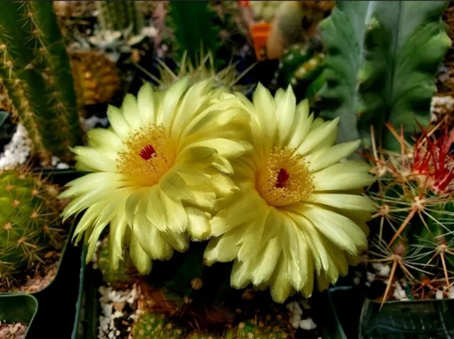 Notocactus ottonis | Parodia ottonis  (25 seeds)