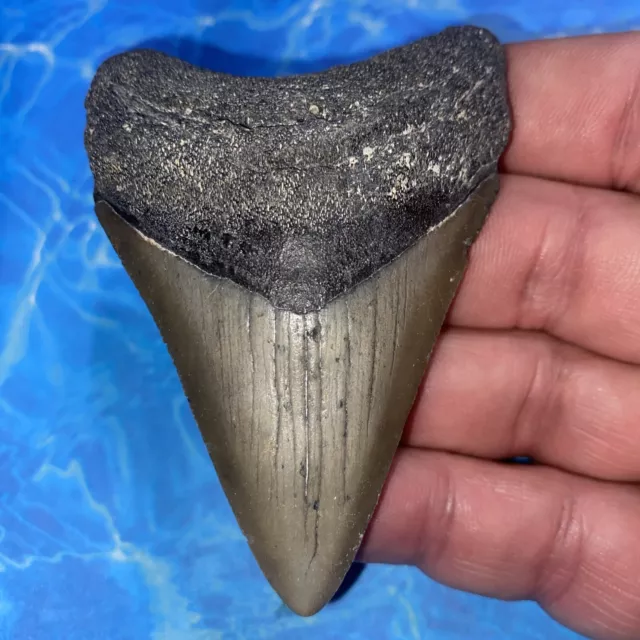 Megalodon Shark Tooth 3.27” Huge Teeth Meg Scuba Diver Direct Fossil Nc 2898