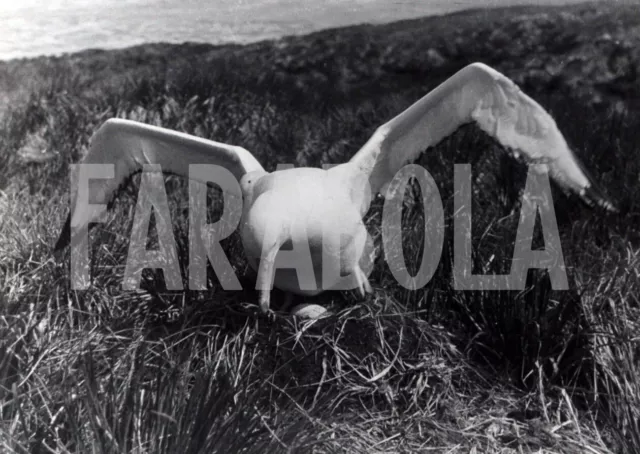 Foto vintage Animali, Un Albatro con le ali aperte, stampa 20x15 cm