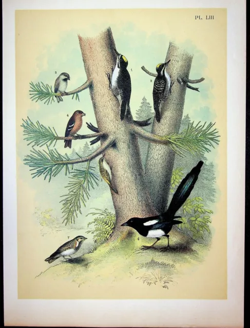 Birds North America Jasper Studer Original 1881 Print Plate LIII Woodpeckers