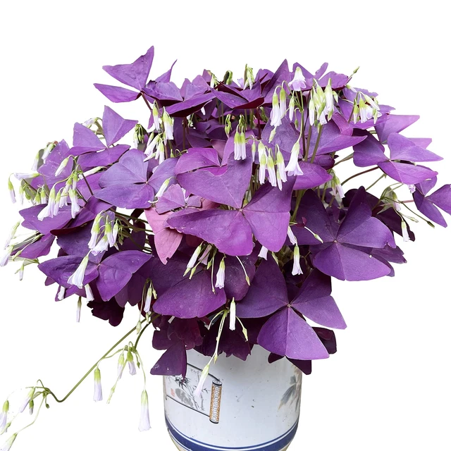 Oxalis Triangularis 10 Bulbs - Purple Shamrocks Lucky Lovely Flowers Bulbs Gr...