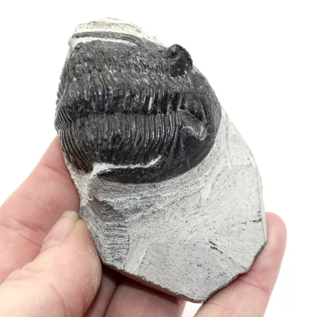 Fossil Trilobite Hollardops Devonian age Morocco Fossils Trilobites Ref WS27.HL4