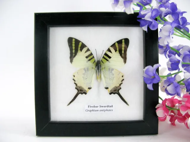 Fivebar Swordtail - beautiful real butterfly prepared - framed- museum quality