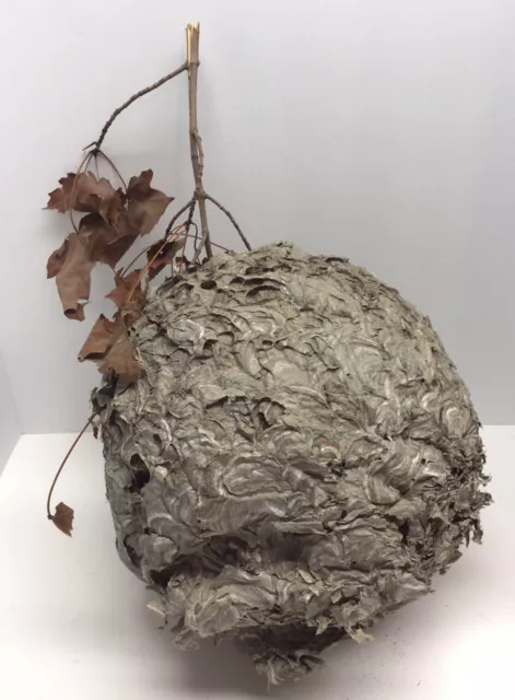 Large Natural Paper Wasp Bee Hornet Hive On Branch Taxidermy Nest 13” By 12”