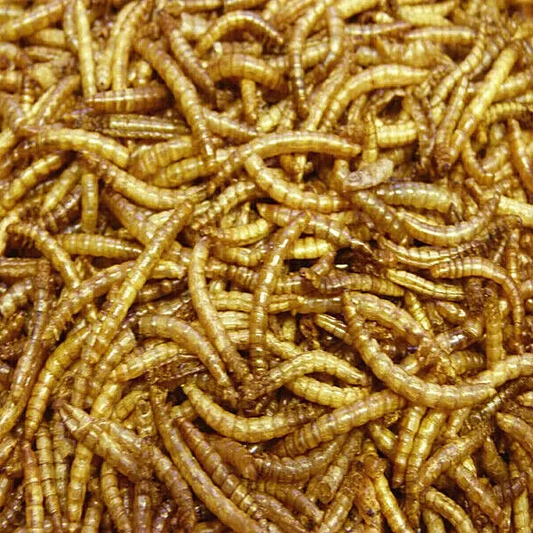 Dried Mealworms - Premium Quality Wild Bird Food - Large Natural Worms, Snacks
