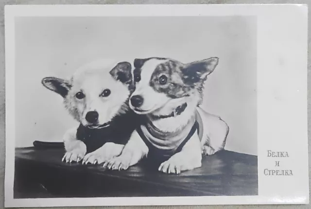 Russia USSR 1960 Space Dogs Laika Belka Strelka Propaganda postcard