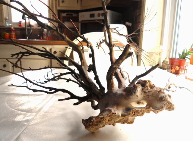 Spider Wood Drift Wood Tree w/ Sea Shell Attached Natural Aquascape Aquarium  ✅