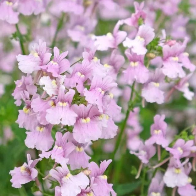 Nemesia confettii plug plants pink flowers garden hardy perennial, pack of 3