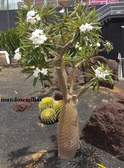 Palmera de Magascar   pachypodium lamerei 10 semillas  - seeds