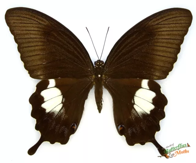 Papilio Fuscus Set x1 A1- Canopus Butterfly Male Specimen art #j01 NOT LIVE