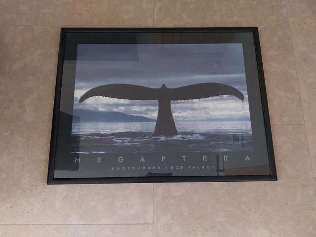 VINTAGE BOB Talbot Framed Art Print Dolphin Tales Marine