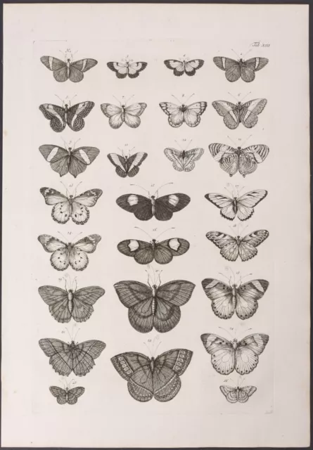 Seba - Butterflies. 13-2, 1765 Curiosities Original Folio Engraving