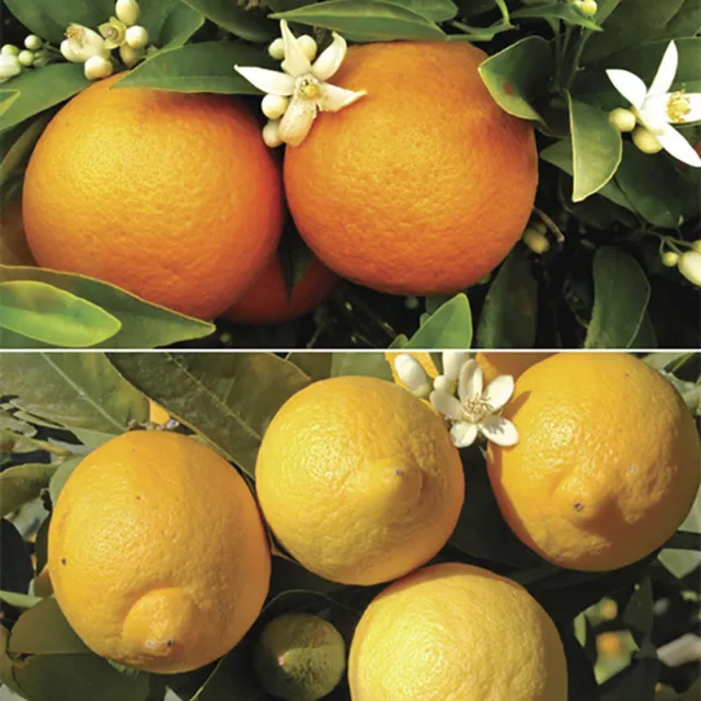 Pair of Large Orange and Lemon Trees in 4-5L pots with FREE 150g Citrus Feed