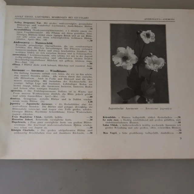 Adolf Ernst 84 Seiten Katalog Winterharte Zierpflanzen 1927 (50740) 2