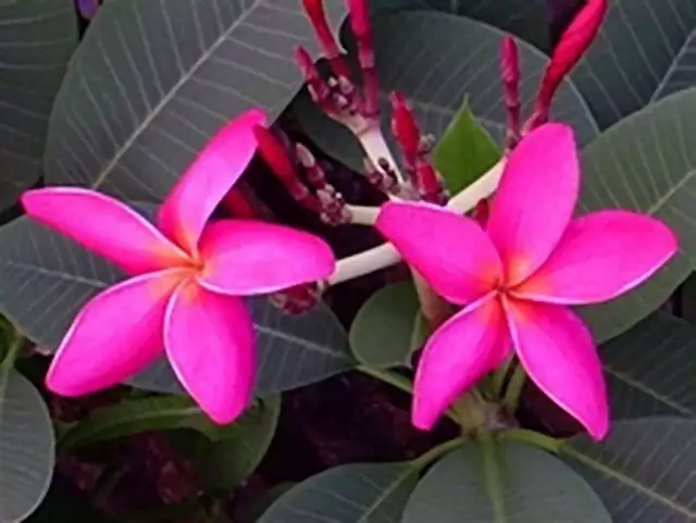 5 Fresh Seeds Frangipani Plumeria Rubra  "Fire Dancer"