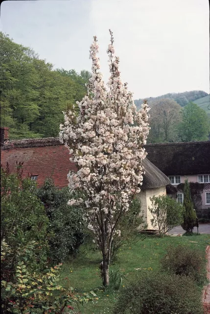 Prunus Amanogawa Bare Root flowering cherry tree 120-150cm plant Colt rootstock