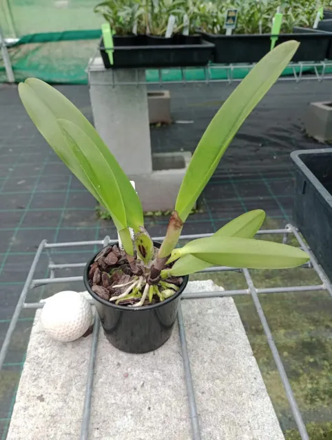 KFON species orchid Cattleya quadricolor semi-alba (chocoensis) 2