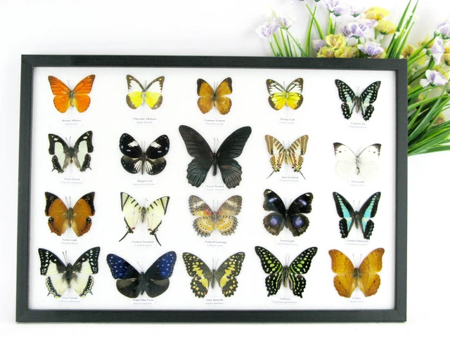 20 beautiful butterfly butterflies in showcase - framed - real - taxidermy o 28