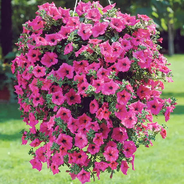 50 Rose Pink Petunia Flower Seeds Winter Heaven Scented Trailing Plant UK Annual