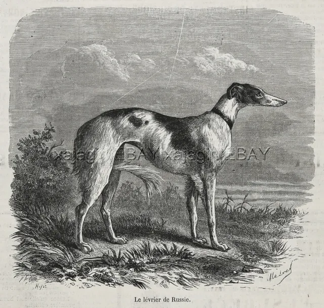 Dog Borzoi Russian Wolfhound Courser, Large 1870s Antique Print