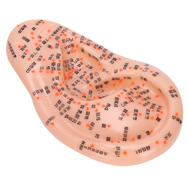 Ear Acupuncture Model With Acupuncture Points Ear Massage Model For Home Use BT5