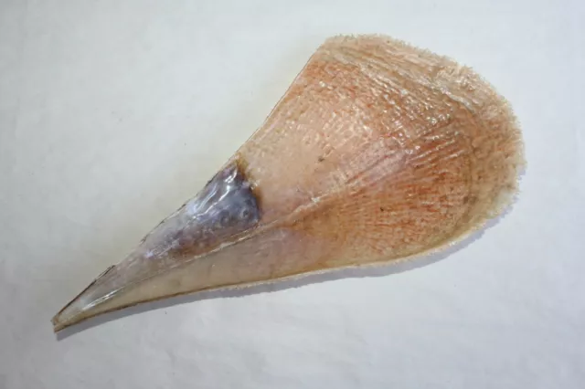 Ancien grand coquillage "Pinna Nobilis " ou grande nacre longueur 32.5 cm N° 9