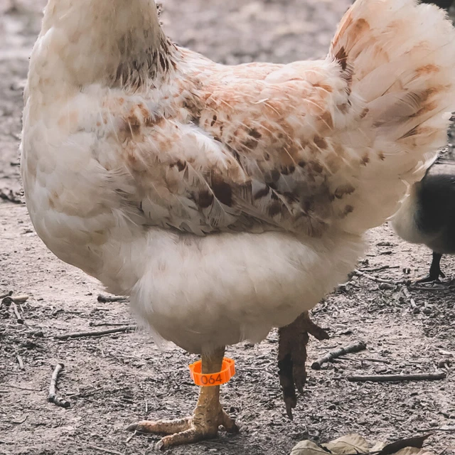 50Pcs Anelli per Piede di Pollame, 16mm Anelli Colorati Per Le Gambe, Pollo Multicolori Anelli, Coscia di Pollo Anello, Anelli per Galline Anelli per Coscia, Piede Di Piccione Viaggiatore Anello