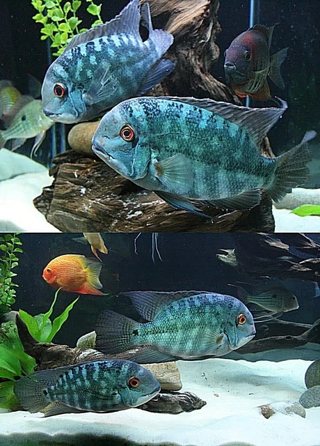AQUARIUM FISH TANK SAND DISCUS CICHLID'S CICHLID 24 LB's SUPER WHITE