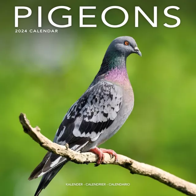 Pigeons - 2024 Calendrier Mural - Tout Neuf - 01518