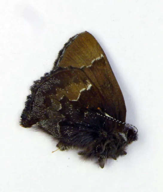 Ahlbergia korea male  (Lycaenidae)