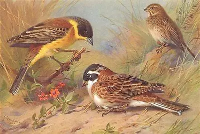 BRITISH BIRDS: Black-Headed Bunting; Rustic Bunting; Corn-Bunting. THORBURN;1925