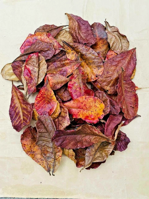 15X Catappa indian almond leaves ketapang leaf shrimp betta fish aquarium care