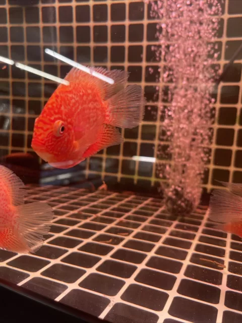 Red Spotted Severum Cichlid - Heros sp. - Live Fish  (4 Inch