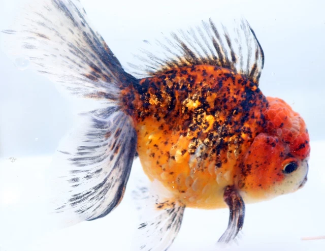 LARGE Tiger Calico Thai Oranda Live Fancy Goldfish Male, 5.5" Super High Quality