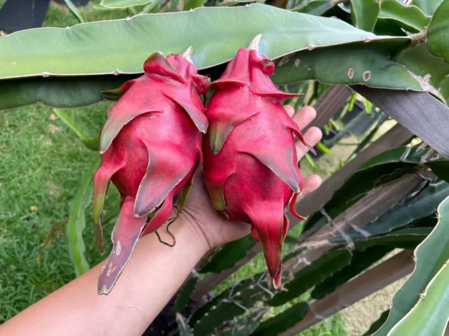 (Red) Rare Dragon fruit plant with roots - Columbian Supreme